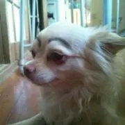 Shou