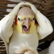 DAJPの画像