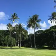豆シバ