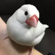 しろぶんちゃんの画像