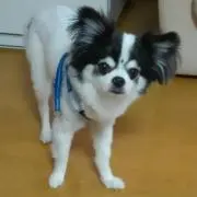 あや