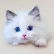 りそまる