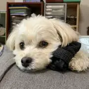 くぅたの引出しの画像
