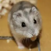 applering335【プロフ必読♪】の画像