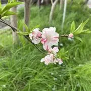 Mariyapoyの画像