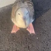ありんこ