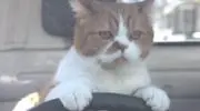ぶーさん
