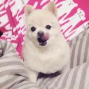 マギーの画像