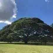 はな（同梱値引き致します）の画像