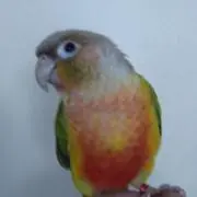 こまこの画像