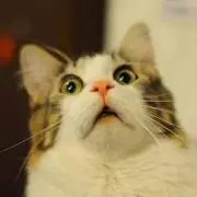 Gatoの画像