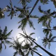 Aloha♡の画像
