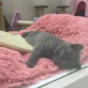 ネコの画像