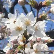 吉野(無言取引希望)の画像