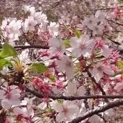 sakuraの画像