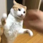 ぷちの画像