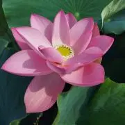 naの画像