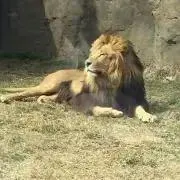 かおりんの画像