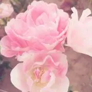 Happy