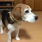 ポチ