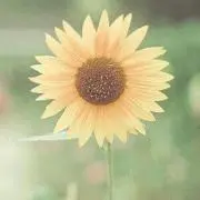 ひまわり.の画像