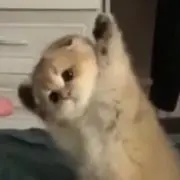 こまこの画像