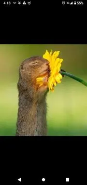 ニコの画像