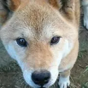 チャイ☆わんこ