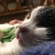 ばくの画像
