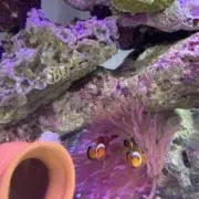 こけし