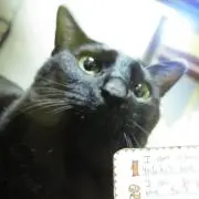 ニャンキチ