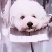犬の画像