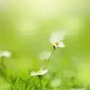 poohの画像