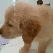 ひでごん