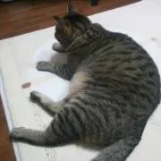 のだ