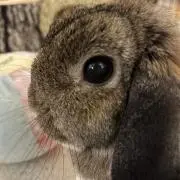スイカタロウの画像
