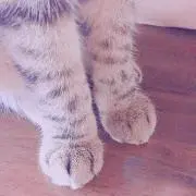 ふなこ