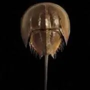 Image of chocolate