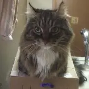 琥珀ちゃん