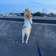 むにこ