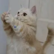 サンキチ