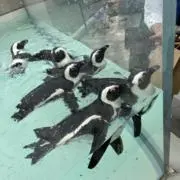 はるの画像