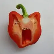 ぱるりか