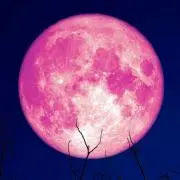 マスミ
