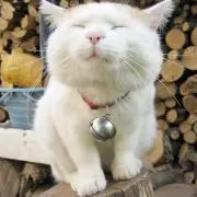LINLIN☆CAT