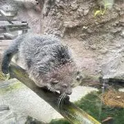 はちわれねこ