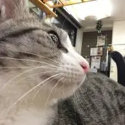 ネコ