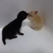 はむ猫の画像