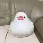 もちもち☆プロフ読んでください^_^の画像
