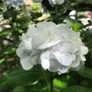 のんの画像